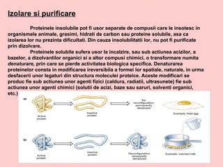 Izolare si purificare Proteinele insolubile pot fi usor separate de compusii care le insotesc in organismele animale, grasimi, hidrati de carbon sau proteine solubile, asa ca izolarea lor nu prezinta dificultati. Din cauza insolubilitatii lor, nu pot fi purificate prin dizolvare. Proteinele solubile sufera usor la incalzire, sau sub actiunea acizilor, a bazelor, a dizolvantilor organici si a altor compusi chimici, o transformare numita  denaturare , prin care se pierde activitatea biologica specifica. Denaturarea proteinelor consta in modificarea ireversibila a formei lor spatiale, naturale, in urma desfacerii unor legaturi din structura moleculei proteice. Aceste modificari se produc fie sub actiunea unor agenti fizici (caldura, radiatii, ultrasunete) fie sub actiunea unor agenti chimici (solutii de acizi, baze sau saruri, solventi organici, etc.) 