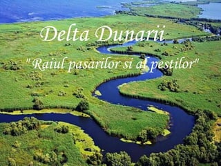 Delta Dunarii
Delta Dunarii
" Raiul pasarilor si al pestilor"
 