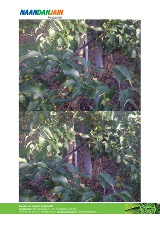 NaanDanJain Irrigation Projects SRL
Headquarters: Sos. Alexandriei nr. 116-118, Bragadiru, Jud. Ilfov
T: +40 21 369 40 55 F: +40 369 44 18 E: office@naandanjain.ro www.naandanjain.ro
 