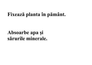 Fixează planta în pământ.
Absoarbe apa şi
sărurile minerale.
 