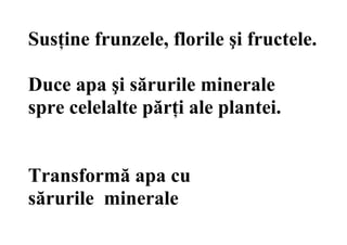Susţine frunzele, florile şi fructele.
Duce apa şi sărurile minerale
spre celelalte părţi ale plantei.
Transformă apa cu
sărurile minerale
 