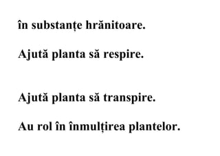 în substanţe hrănitoare.
Ajută planta să respire.
Ajută planta să transpire.
Au rol în înmulţirea plantelor.
 