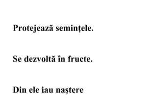 Protejează seminţele.
Se dezvoltă în fructe.
Din ele iau naştere
 