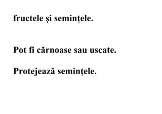 fructele şi seminţele.
Pot fi cărnoase sau uscate.
Protejează seminţele.
 