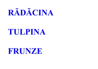RĂDĂCINA
TULPINA
FRUNZE
 