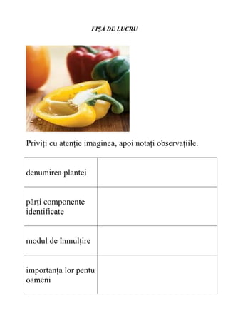 FIŞĂ DE LUCRU
Priviţi cu atenţie imaginea, apoi notaţi observaţiile.
denumirea plantei
părţi componente
identificate
modul de înmulţire
importanţa lor pentu
oameni
 