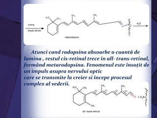Atunci cand rodopsina absoarbe o cuantă de
lumina , restul cis-retinal trece în all- trans-retinal,
formând metarodopsina. Fenomenul este însoţit de
un impuls asupra nervului optic
care se transmite la creier si începe procesul
complex al vederii.
 