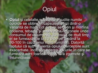 Opiul Opiul  şi celelalte substanţe înrudite numite opioide se obţin din capsulele verzi dintr-o variantă de mac. Tot de aici se obţin şi morfina, codeina, tebaina şi papaverina. În zonele unde consumul de opium este cunoscut de mult timp, el se fumează (de la 10 pipe pe zi până la 80-100 în cazul unui mare fumător). Datorită faptului că sub influienţa opiului percepţiile sunt exacerbate, inclusiv vederea, locurile în care se fumează sunt foarte liniştite, fără zgomote şi întunecoase.   