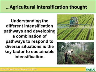Forum for Agricultural Research in Africa
…Agricultural intensification thought
Understanding the
different intensification
pathways and developing
a combination of
pathways to respond to
diverse situations is the
key factor to sustainable
intensification.
 