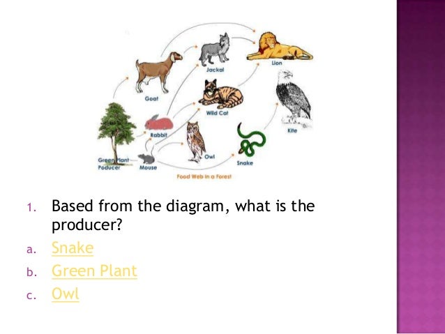 Cat 5 Diagram
