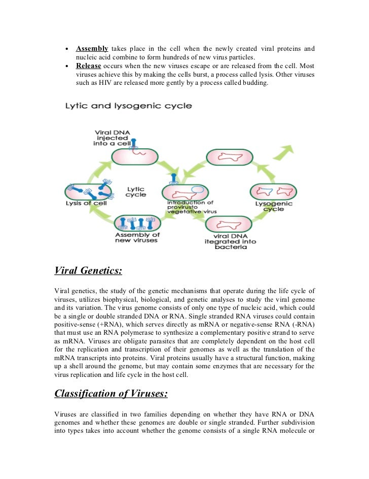 Dna And Rna Viruses