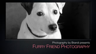 Photography by Brandi presents
FURRY FRIEND PHOTOGRAPHY
 