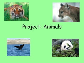 Project: Animals 