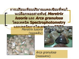 การเปรียบเทียบปริมาณแคลเซียมที่พบในเปลือกหอยสายพันธุ์  Meretrix lusoria   และ  Arca granulosa   โดยเทคนิค  Spectrophotometry  และเทคนิคการไตเตรทด้วย  EDTA Arca granulosa   ( หอยแครง ) Meretrix lusoria   ( หอยตลับ ) 