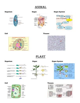 Animal
Organism Organ Organ System
Cell Tissues
Plant
Organism Organ Organ System
Cell Tissues
 