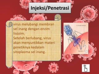 Sel Inang multimedia interaktif replikasi virus | PPTX