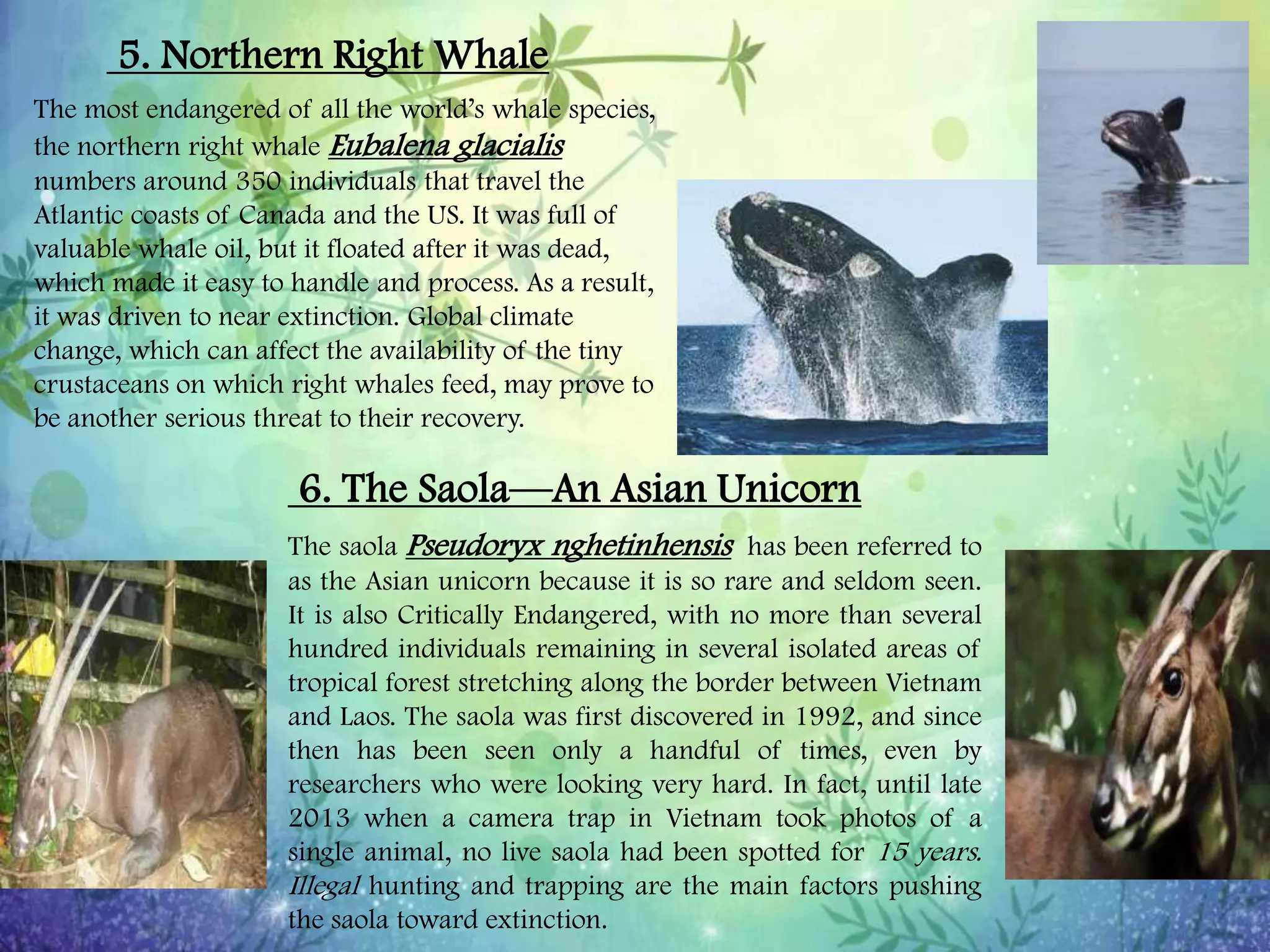 Endangered and Threatened Plants and Animals | PPTX