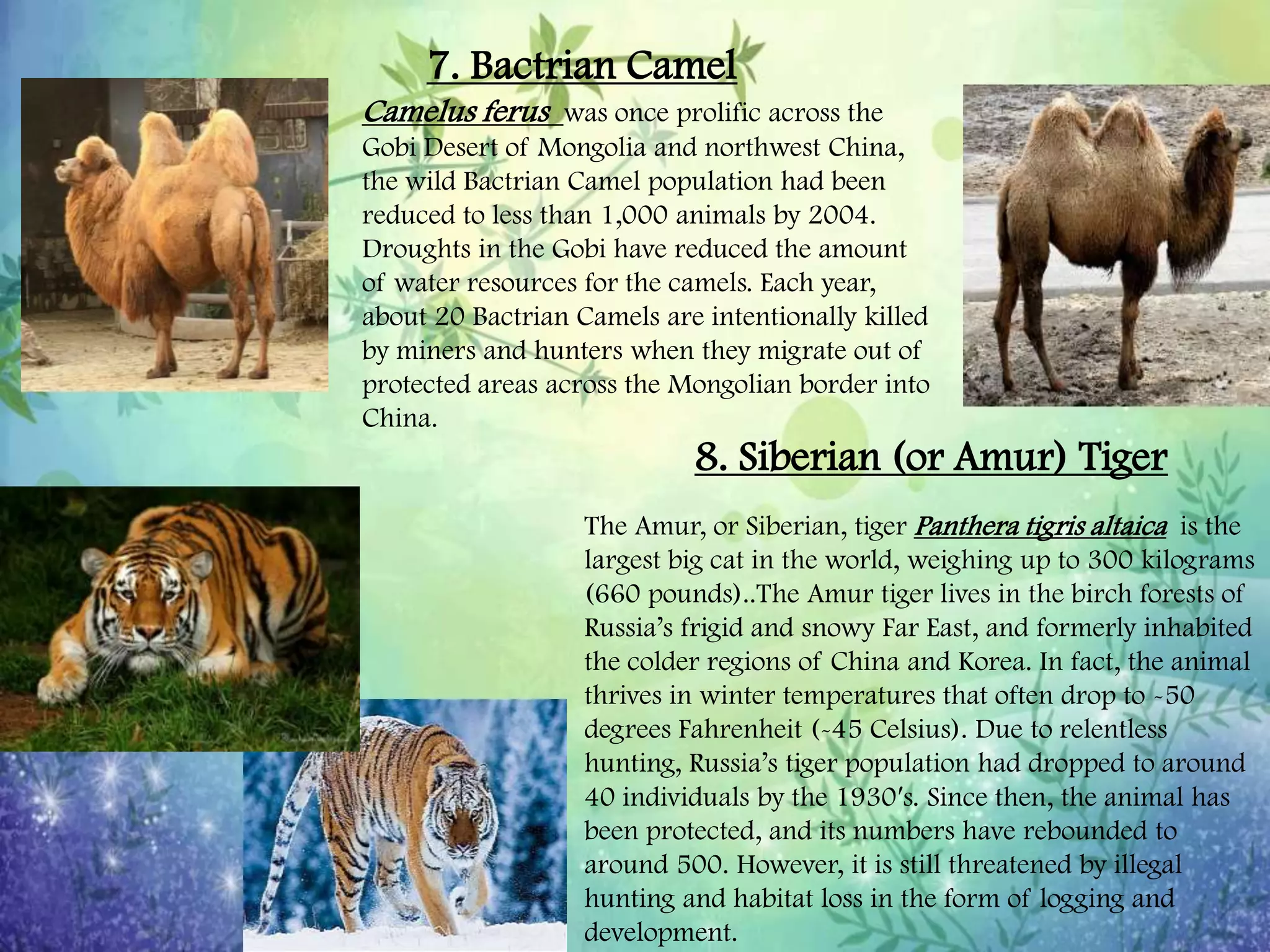 Endangered and Threatened Plants and Animals | PPTX