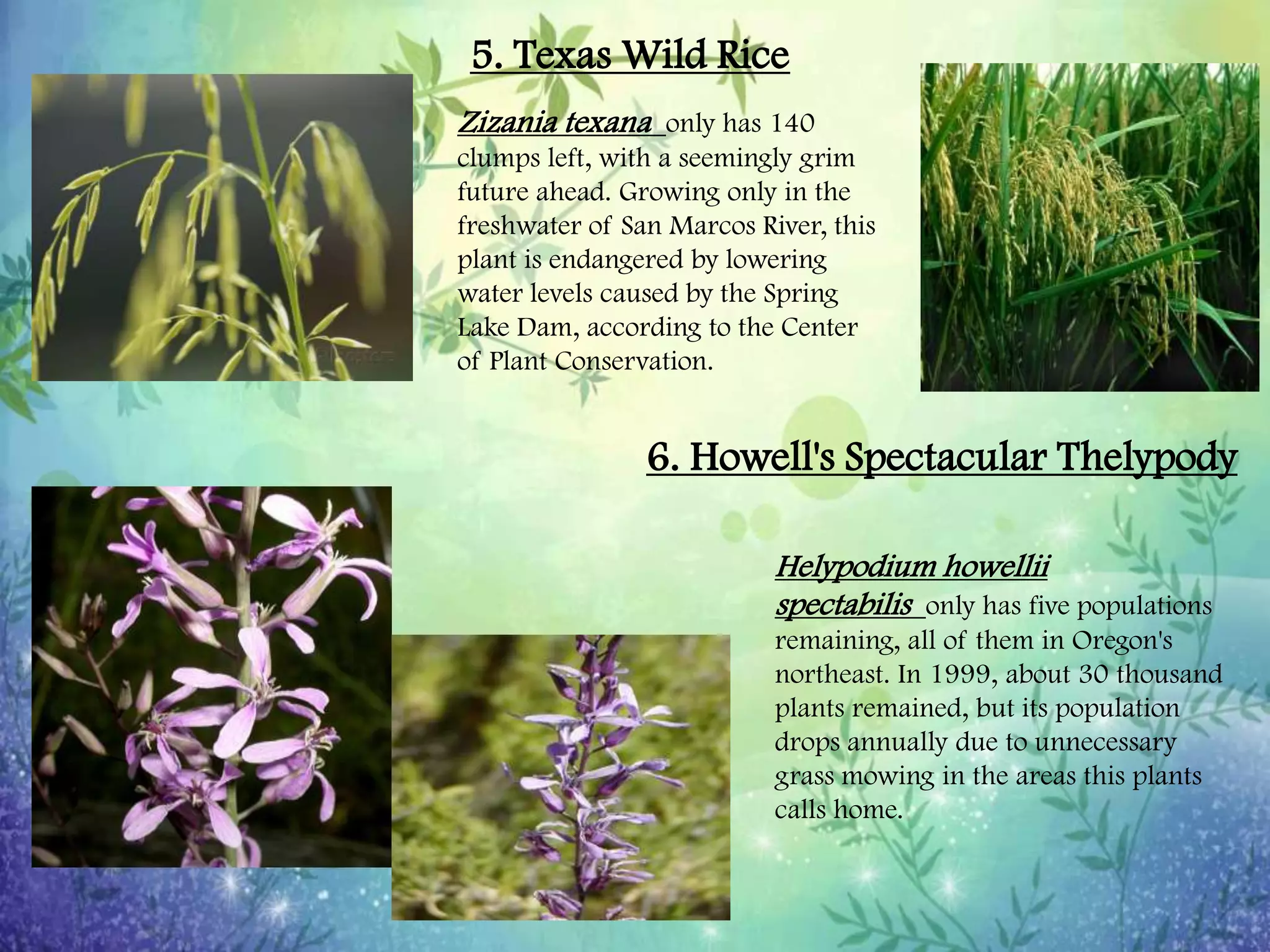 Endangered and Threatened Plants and Animals | PPTX