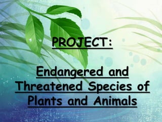 PROJECT:
Endangered and
Threatened Species of
Plants and Animals

 