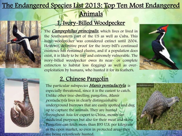 Endangered and Threatened Plants and Animals | PPTX