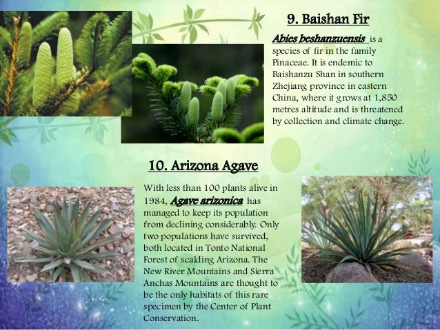 endangered species animals and plants essay endangered species animals and plants essay