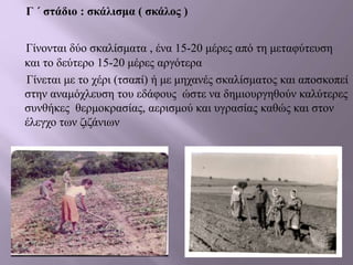Γ ΄ στάδιο : σκάλισμα ( σκάλος )
Γίνονται δύο σκαλίσματα , ένα 15-20 μέρες από τη μεταφύτευση
και το δεύτερο 15-20 μέρες αργότερα
Γίνεται με το χέρι (τσαπί) ή με μηχανές σκαλίσματος και αποσκοπεί
στην αναμόχλευση του εδάφους ώστε να δημιουργηθούν καλύτερες
συνθήκες θερμοκρασίας, αερισμού και υγρασίας καθώς και στον
έλεγχο των ζιζάνιων
 