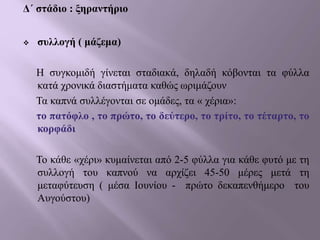 Δ΄ στάδιο : ξηραντήριο
 συλλογή ( μάζεμα)
Η συγκομιδή γίνεται σταδιακά, δηλαδή κόβονται τα φύλλα
κατά χρονικά διαστήματα καθώς ωριμάζουν
Τα καπνά συλλέγονται σε ομάδες, τα « χέρια»:
το πατόφλο , το πρώτο, το δεύτερο, το τρίτο, το τέταρτο, το
κορφάδι
Το κάθε «χέρι» κυμαίνεται από 2-5 φύλλα για κάθε φυτό με τη
συλλογή του καπνού να αρχίζει 45-50 μέρες μετά τη
μεταφύτευση ( μέσα Ιουνίου - πρώτο δεκαπενθήμερο του
Αυγούστου)
 
