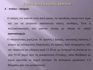 Α ΄ στάδιο : σπορείο
Ο σπόρος του καπνού είναι πολύ μικρός για απευθείας σπορά στον αγρό
και για να φυτρώσει απαιτούνται ειδικές συνθήκες. Έτσι ο
πολλαπλασιασμός του καπνού γίνεται με σπορά σε ειδικά
καπνοσπορεία
Ο σπορειότοπος χωρίζεται σε πρασιές ( βραγιές / φυντανιές) πλάτους 1
μέτρου με ενδιάμεσους διαδρόμους. Οι πρασιές ήταν ανυψωμένες από
την επιφάνεια του εδάφους κατά 15-20 εκ. με τη σπορά να γίνεται με το
χέρι 55-65 μέρες πριν τη μεταφύτευση (Γενάρης- μέσα Φλεβάρη) με
κύρια φροντίδα το συχνό πότισμα. Τα ποτίσματα αραιώνουν 1-2
βδομάδες πριν την μεταφύτευση
 