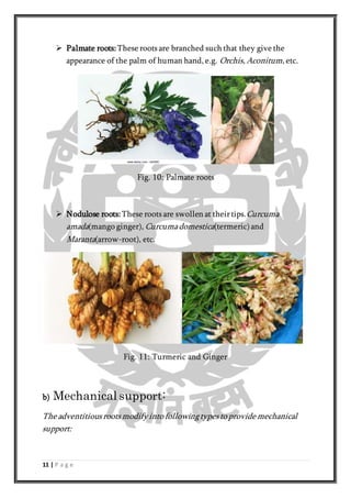 Project on Modification of roots | DOCX