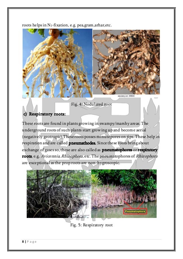 Project on Modification of roots