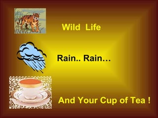 Wild  Life Rain.. Rain… And Your Cup of Tea ! 