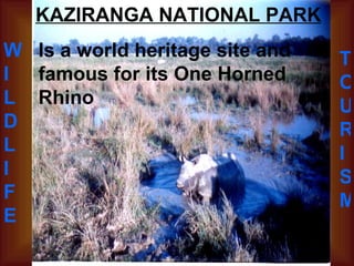 KAZIRANGA NATIONAL PARK Is a world heritage site and famous for its One Horned Rhino WI LDL I FE TOURISM 
