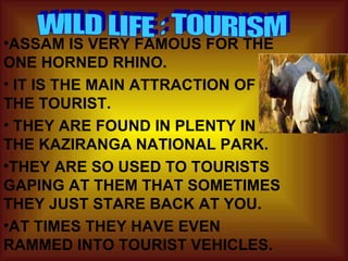 ASSAM IS VERY FAMOUS FOR THE ONE HORNED RHINO.  IT IS THE MAIN ATTRACTION OF THE TOURIST. THEY ARE FOUND IN PLENTY IN THE KAZIRANGA NATIONAL PARK. THEY ARE SO USED TO TOURISTS GAPING AT THEM THAT SOMETIMES THEY JUST STARE BACK AT YOU. AT TIMES THEY HAVE EVEN RAMMED INTO TOURIST VEHICLES. WILD LIFE : TOURISM 