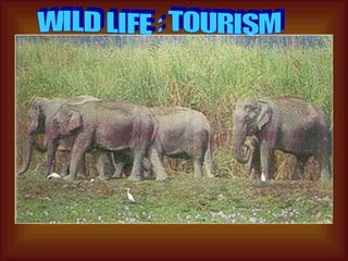 LEOPARDS, BISONS, DEERS, WILD ELEPHANTS, THE HOLLOCK GIBBON AND BIRDS ARE ALSO FOUND IN ASSAM IN PLENTY. PELICANS AND THE GREAT INDIAN ADJUTANT STORK ARE BEAUTIFUL BIRDS AND FOUND IN ASSAM. ELEPHANT HERDS OF MORE THAN 100 ARE A COMMON SIGHT. WILD LIFE : TOURISM 