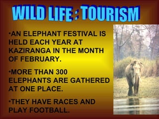 WILD LIFE : TOURISM AN ELEPHANT FESTIVAL IS HELD EACH YEAR AT KAZIRANGA IN THE MONTH OF FEBRUARY. MORE THAN 300 ELEPHANTS ARE GATHERED AT ONE PLACE. THEY HAVE RACES AND PLAY FOOTBALL. 