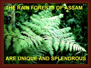 THE RAIN FORESTS OF ASSAM ARE UNIQUE AND SPLENDROUS 