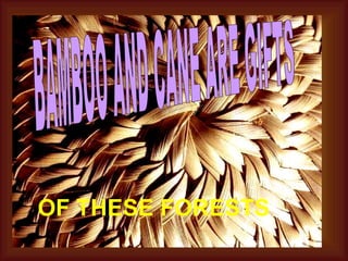 BAMBOO AND CANE ARE GIFTS OF THESE FORESTS 