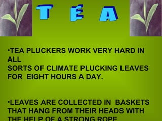 T  E  A TEA PLUCKERS WORK VERY HARD IN ALL SORTS OF CLIMATE PLUCKING LEAVES FOR  EIGHT HOURS A DAY. LEAVES ARE COLLECTED IN  BASKETS THAT HANG FROM THEIR HEADS WITH THE HELP OF A STRONG ROPE. 