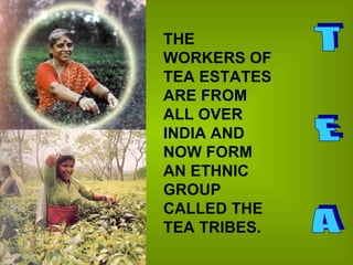 T  E  A THE WORKERS OF TEA ESTATES ARE FROM ALL OVER INDIA AND NOW FORM AN ETHNIC GROUP CALLED THE TEA TRIBES. 