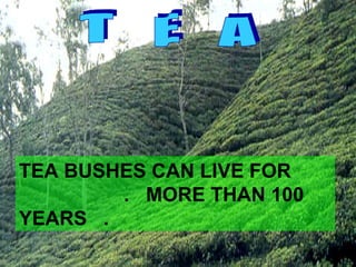 T  E  A TEA BUSHES CAN LIVE FOR  .  MORE THAN 100 YEARS  . 