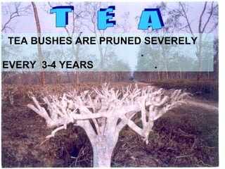 T  E  A TEA BUSHES ARE PRUNED SEVERELY  .  EVERY  3-4 YEARS  .  