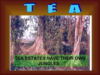 T  E  A TEA ESTATES HAVE THEIR OWN .  JUNGLES  . 