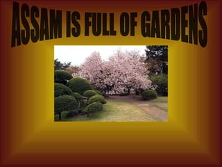 ASSAM IS FULL OF GARDENS 