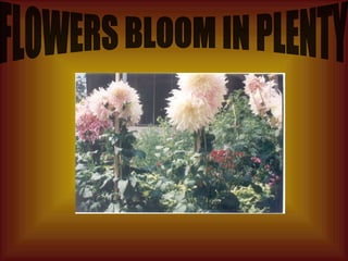 FLOWERS BLOOM IN PLENTY 
