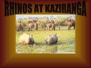 RHINOS AT KAZIRANGA 