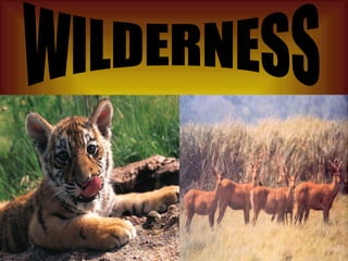 WILDERNESS 