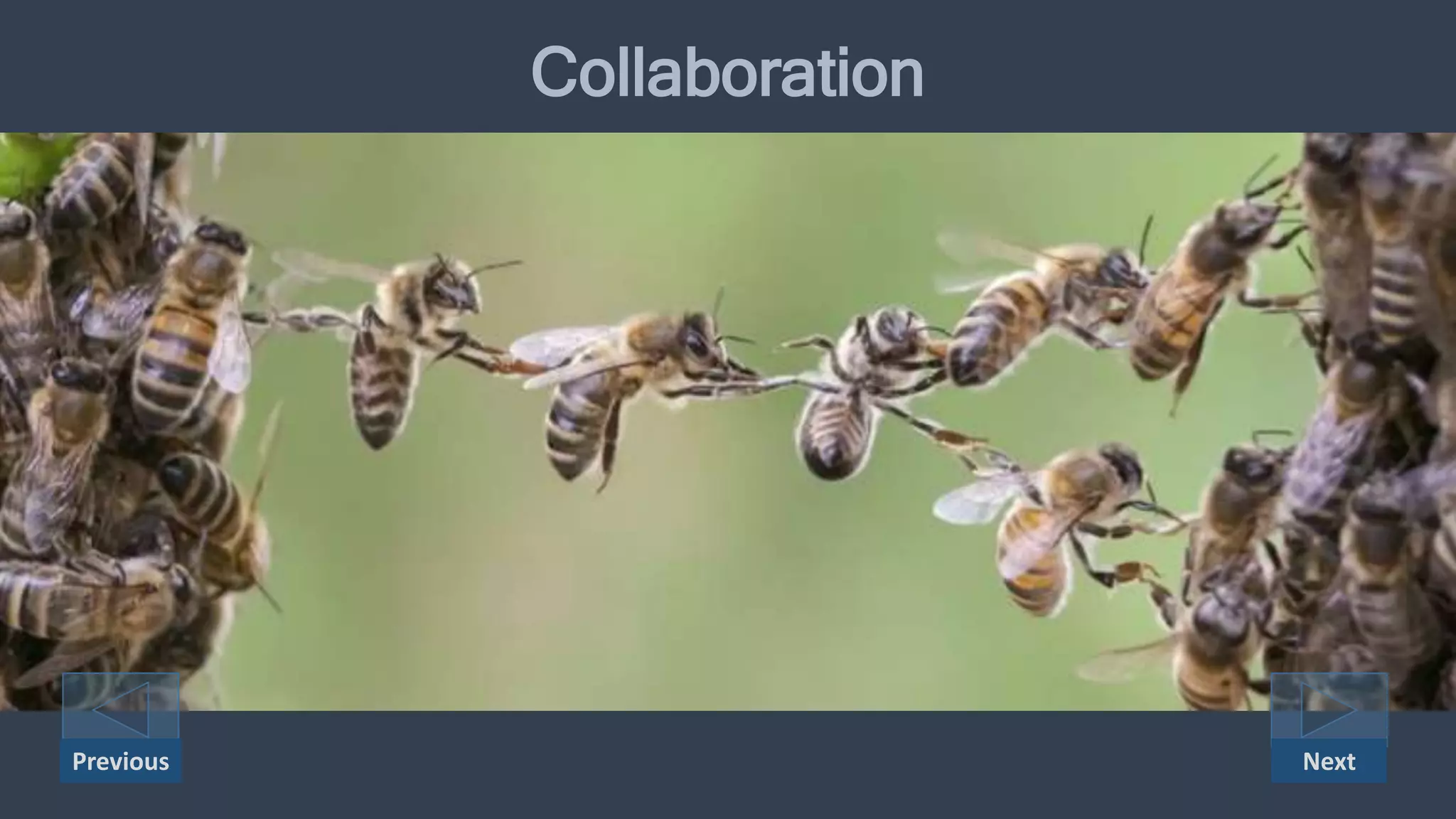 Collaboration
NextPrevious
 