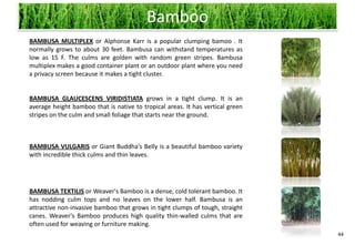 Bamboo
BAMBUSA MULTIPLEX or Alphonse Karr is a popular clumping bamoo . It
normally grows to about 30 feet. Bambusa can withstand temperatures as
low as 15 F. The culms are golden with random green stripes. Bambusa
multiplex makes a good container plant or an outdoor plant where you need
a privacy screen because it makes a tight cluster.


BAMBUSA GLAUCESCENS VIRIDISTIATA grows in a tight clump. It is an
average height bamboo that is native to tropical areas. It has vertical green
stripes on the culm and small foliage that starts near the ground.



BAMBUSA VULGARIS or Giant Buddha's Belly is a beautiful bamboo variety
with incredible thick culms and thin leaves.




BAMBUSA TEXTILIS or Weaver's Bamboo is a dense, cold tolerant bamboo. It
has nodding culm tops and no leaves on the lower half. Bambusa is an
attractive non-invasive bamboo that grows in tight clumps of tough, straight
canes. Weaver's Bamboo produces high quality thin-walled culms that are
often used for weaving or furniture making.
                                                                                44
 