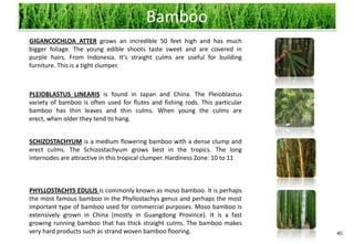 Bamboo
GIGANCOCHLOA ATTER grows an incredible 50 feet high and has much
bigger foliage. The young edible shoots taste sweet and are covered in
purple hairs. From Indonesia. It's straight culms are useful for building
furniture. This is a tight clumper.



PLEIOBLASTUS LINEARIS is found in Japan and China. The Pleioblastus
variety of bamboo is often used for flutes and fishing rods. This particular
bamboo has thin leaves and thin culms. When young the culms are
erect, when older they tend to hang.


SCHIZOSTACHYUM is a medium flowering bamboo with a dense clump and
erect culms. The Schizostachyum grows best in the tropics. The long
internodes are attractive in this tropical clumper. Hardiness Zone: 10 to 11



PHYLLOSTACHYS EDULIS is commonly known as moso bamboo. It is perhaps
the most famous bamboo in the Phyllostachys genus and perhaps the most
important type of bamboo used for commercial purposes. Moso bamboo is
extensively grown in China (mostly in Guangdong Province). It is a fast
growing running bamboo that has thick straight culms. The bamboo makes
very hard products such as strand woven bamboo flooring.                       45
 